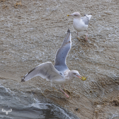 10956 - Gull with crab
