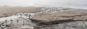 10958 - Gulls at Hvide Sande beach