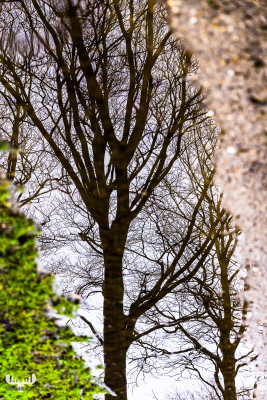 11036 - Reflections of tree in puddle - Alkjær Lukke Park Ringkøbing
