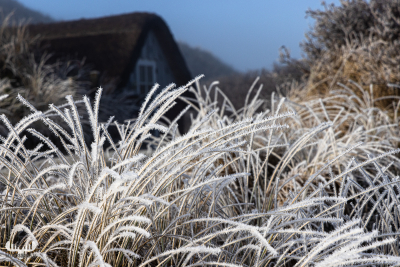 11135 - White hoarfrost on beach grass