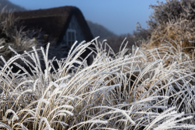 11135 - White hoarfrost on beach grass