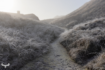 11136 - Winterly dune landscape and summer cottage