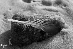 11150 - Feather and stone in B/W on beach