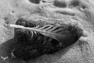 11150 - Feather and stone in B/W on beach