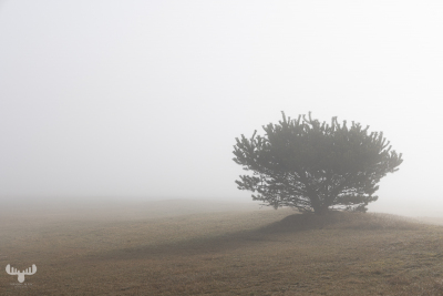11159 - Tree in fog