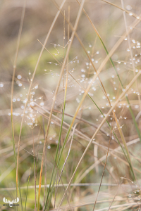 11161 - Dewdrops on grasses