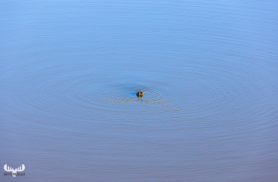11173 - Nose of grey seal sticking out of Ringkøbing Fjord