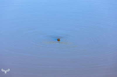 11173 - Nose of grey seal sticking out of Ringkøbing Fjord