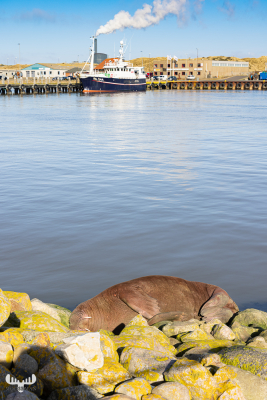 11185 - Walrus Freya lying on Hvide Sande harbor stones II