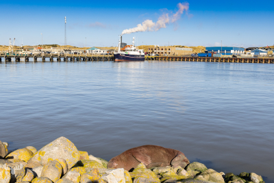 11186 - Walrus Freya lying on Hvide Sande harbor stones