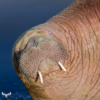 11187 - Walrus Freya portrait