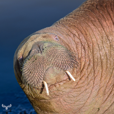 11187 - Walrus Freya portrait