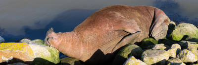 11194 - Walrus Freya stretched out on stones of Hvide Sande pier