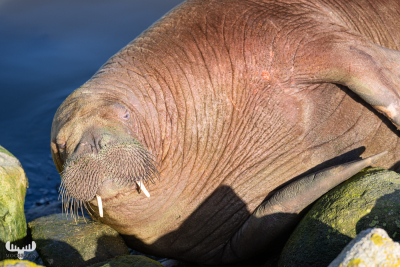 11197 - Walrus Freya on stones of Hvide Sande pier I