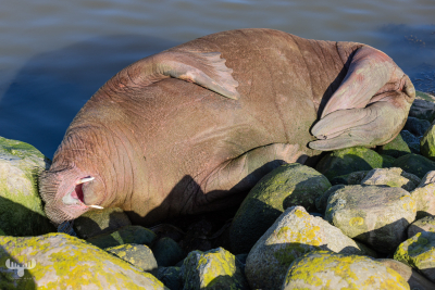 11199 - Walrus Freya on stones of Hvide Sande pier II
