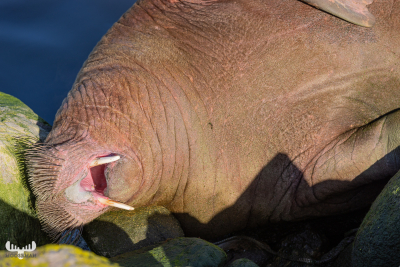 11200 - Walrus Freya on stones of Hvide Sande pier III