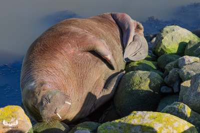 11202 - Walrus Freya on stones of Hvide Sande pier IV