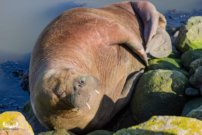 11204 - Walrus Freya on stones of Hvide Sande pier V