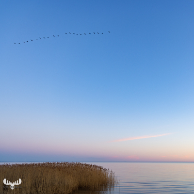 11243 - Ringkøbing Fjord tranquility with birds