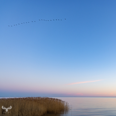 11243 - Ringkøbing Fjord tranquility with birds