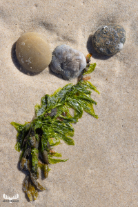 11273 - Stone tree - stone and algae at Nort Sea beach