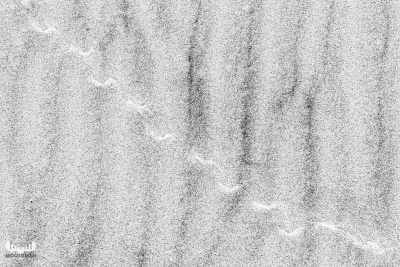 11336 - Falling sand structures in B/W