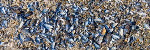 11344 - Seashells at Hvide Sande beach