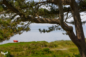 11379 - Red boat on Ringkøbing Fjord behind tree