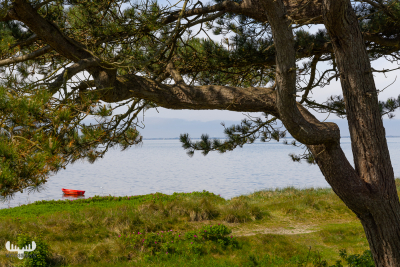 11379 - Red boat on Ringkøbing Fjord behind tree