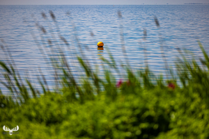 11382 - Yellow buoy on Ringkøbing Fjord behind grassed