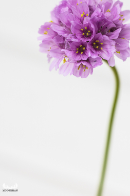 11408 - Seat thrift in the corne