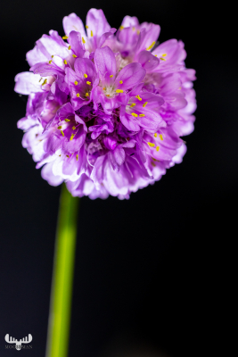 11439 - Seat thrift on black