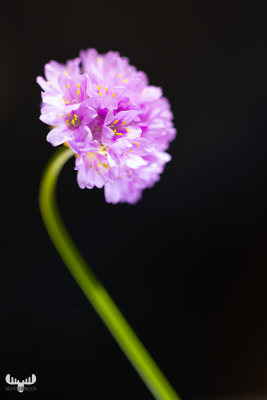 11443 - Seat thrift - curved on black