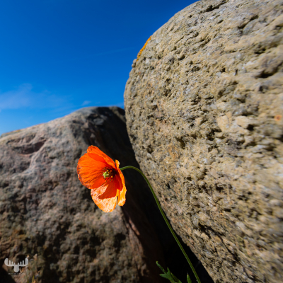 11460 - Poppy between pier stones