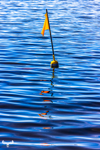 11463 - Yellow buoy flag in Ringkøbing Fjord