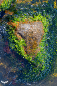 11464 - Stony heart at Rinfkøbing Fjord