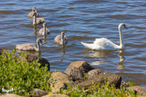 11470 - Swan family in Ringkøbing Fjord