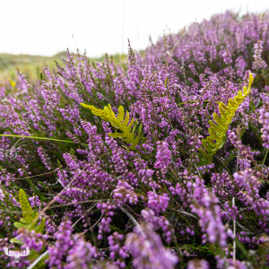 11484 - Heather and fern in dunes