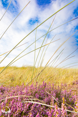 11485 - Heather, beachgrass and sky