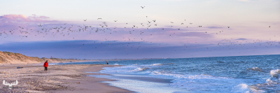 11502 - North Sea sunset with persons and birds