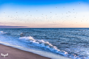 11505 - North Sea waves and birds