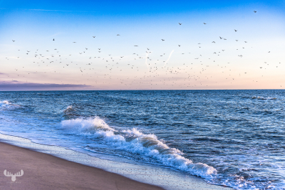 11505 - North Sea waves and birds