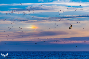 11513 - North Sea sunset with iridescent clouds and birds