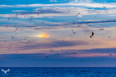 11513 - North Sea sunset with iridescent clouds and birds