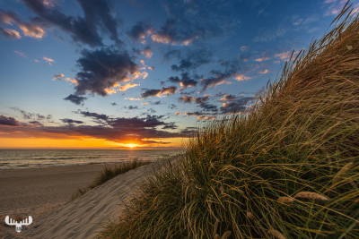 11524 - Dune and beach grass leading to sunset North Sea
