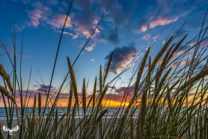 11525 - Beach grass in front of colorful North Sea sunset
