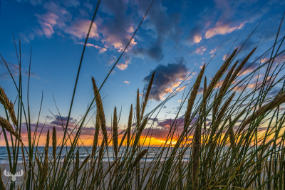 11525 - Beach grass in front of colorful North Sea sunset