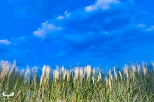 11539 - Beach Grass moving in wind, blue sky