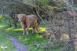 11574 - Highland Cattle in Denmark
