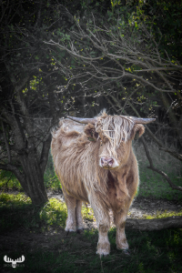 11575 - Highland Cattle under trees